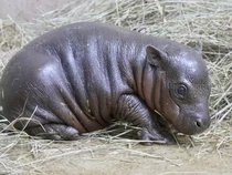 Kenalin Nih Sama Mars, Anak Kuda Nil Kerdil Saingannya Moo Deng