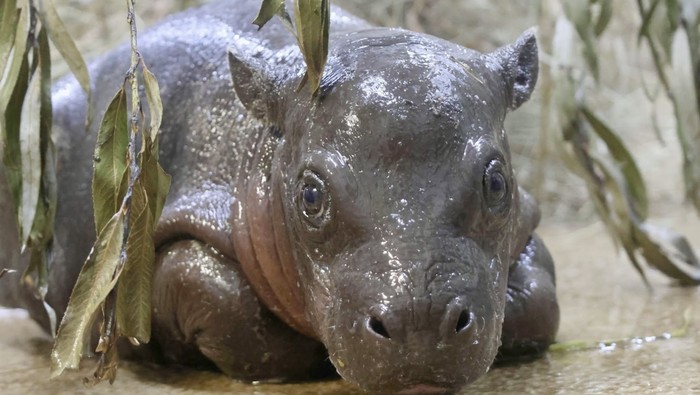 Kuda Nil Ternyata Pernah Hidup di Eropa Saat Zaman Es, Ini Buktinya!