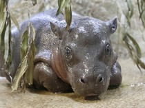 Kuda Nil Ternyata Pernah Hidup di Eropa Saat Zaman Es, Ini Buktinya!