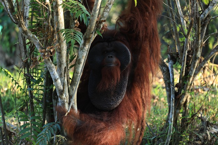 Orang Utan