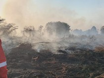 Perjuangan Srikandi Manggala Agni 10 Hari Padamkan Karhutla di Kampar