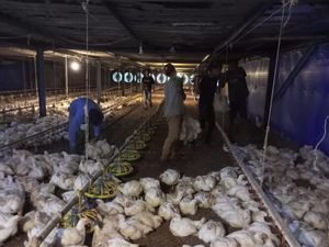 Biang Kerok Harga Ayam Hidup Anjlok