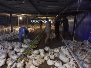 Biang Kerok Harga Ayam Hidup Anjlok