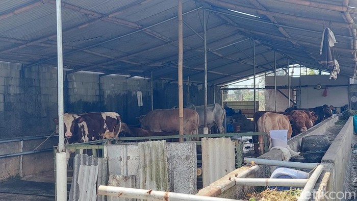 Peternakan sapi di Lembang, Bandung Barat.