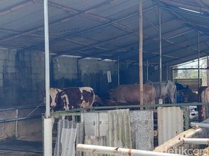Menelusuri Peternakan Sapi di Lembang yang Dicap Cemari Cikapundung