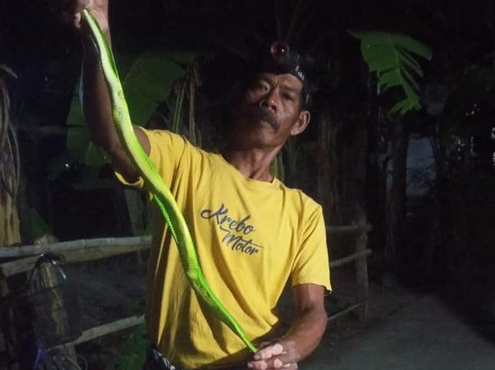 Ular hijau ekor merah dievakuasi relawan RCTD Klaten di Desa Baran, Cawas, Klaten, Kamis (24/7/2025) malam.