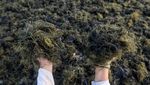 Dorong Industri Lokal, Rumput Laut Jadi Komoditas Andalan