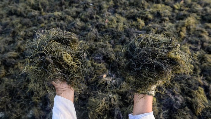 Dorong Industri Lokal, Rumput Laut Jadi Komoditas Andalan Pekerja menata rumput laut untuk dijemur di Tanjung Pasir, Kabupaten Tangerang, Banten, Sabtu (26/7/2025). Kementerian Investasi dan Hilirisasi berupaya mendorong nilai tambah produk rumput laut melalui pengolahan dan pengembangan industri berbasis bahan baku lokal sebagai langkah strategis memperkuat hilirisasi guna mendukung kesejahteraan pembudidaya komoditas tersebut di wilayah pesisir Indonesia. ANTARA FOTO/Putra M. Akbar/rwa.