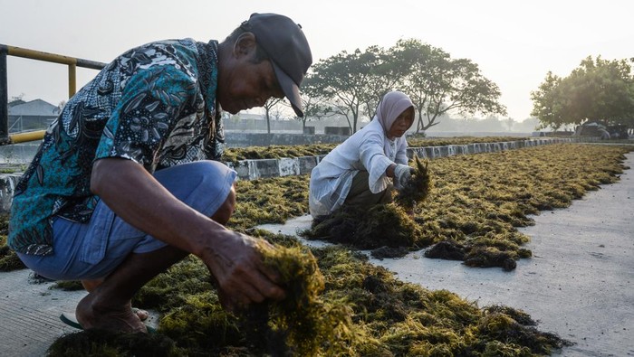 Dorong Industri Lokal, Rumput Laut Jadi Komoditas Andalan Pekerja menata rumput laut untuk dijemur di Tanjung Pasir, Kabupaten Tangerang, Banten, Sabtu (26/7/2025). Kementerian Investasi dan Hilirisasi berupaya mendorong nilai tambah produk rumput laut melalui pengolahan dan pengembangan industri berbasis bahan baku lokal sebagai langkah strategis memperkuat hilirisasi guna mendukung kesejahteraan pembudidaya komoditas tersebut di wilayah pesisir Indonesia. ANTARA FOTO/Putra M. Akbar/rwa.