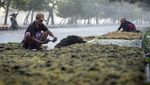 Dorong Industri Lokal, Rumput Laut Jadi Komoditas Andalan