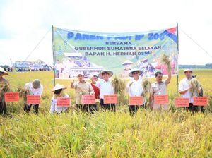 Herman Deru Konsisten Tingkatkan Produksi Padi di Sumsel