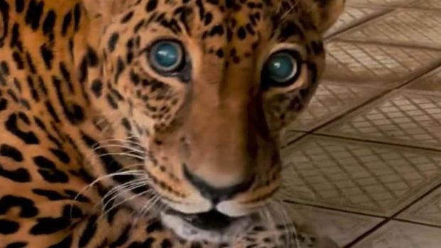 Jaguar di Taman Margasatwa Ragunan Jaguar di Taman Margasatwa Ragunan