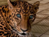 Video: Momen Penyelamatan Jaguar Nyaris Tenggelam Seusai Ditembak