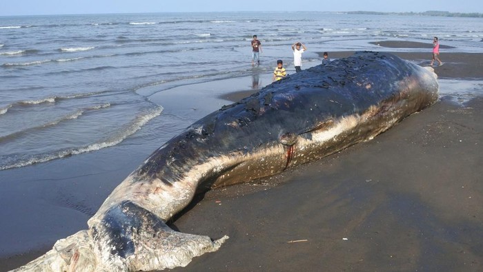 Paus terdampar di Situbondo Sejumlah warga melihat bangkai paus sperma (Physeter macrocephalus) yang terdampar di Pantai Desa Sletreng, Kecamatan Kapongan, Situbondo, Jawa Timur, Sabtu (26/7/2025). Paus sperma dengan panjang sekitar 20 meter tersebut ditemukan terdampar pada Jumat (25/7) pukul 05.00 Wib dengan kondisi mati dan membusuk. ANTARA FOTO/Seno/nym.