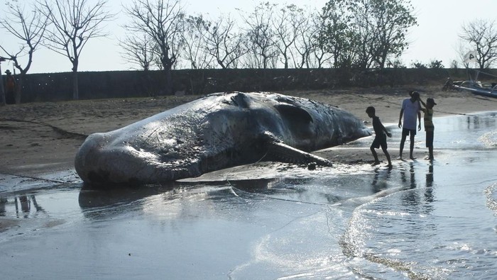 Paus terdampar di Situbondo Sejumlah warga melihat bangkai paus sperma (Physeter macrocephalus) yang terdampar di Pantai Desa Sletreng, Kecamatan Kapongan, Situbondo, Jawa Timur, Sabtu (26/7/2025). Paus sperma dengan panjang sekitar 20 meter tersebut ditemukan terdampar pada Jumat (25/7) pukul 05.00 Wib dengan kondisi mati dan membusuk. ANTARA FOTO/Seno/nym.