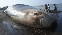 Sejumlah warga melihat bangkai paus sperma (Physeter macrocephalus) yang terdampar di Pantai Desa Sletreng, Kecamatan Kapongan, Situbondo, Jawa Timur, Sabtu (26/7/2025).  ANTARA FOTO/SENO