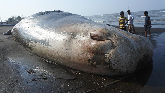 Paus terdampar di Situbondo Sejumlah warga melihat bangkai paus sperma (Physeter macrocephalus) yang terdampar di Pantai Desa Sletreng, Kecamatan Kapongan, Situbondo, Jawa Timur, Sabtu (26/7/2025). Paus sperma dengan panjang sekitar 20 meter tersebut ditemukan terdampar pada Jumat (25/7) pukul 05.00 Wib dengan kondisi mati dan membusuk. ANTARA FOTO/Seno/nym.
