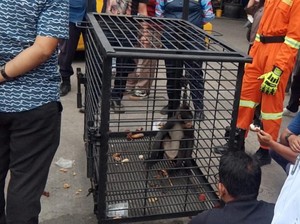 Viral Monyet Surili Masuk ke Ruangan Sekolah di Siantar, Damkar Evakuasi