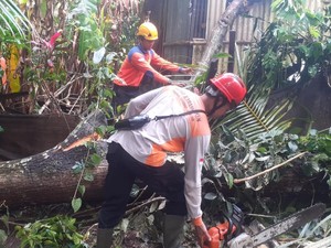 Pohon Tumbang Timpa Rumah dan Tutup Jalan di Karangasem