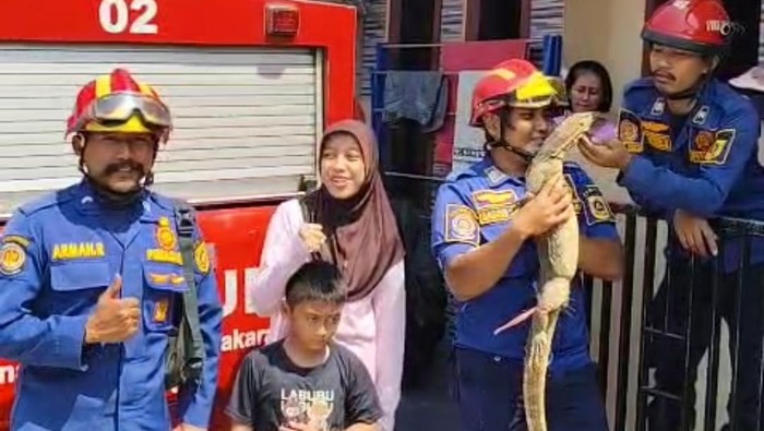 Seekor biawak dievakuasi damkar dari rumah seorang warga di Bogor.