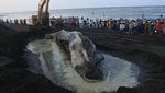Bangkai Paus Sperma Dikubur di Pantai Situbondo