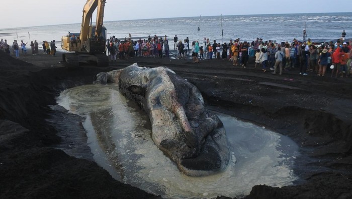 Bangkai Paus Sperma Dikubur di Pantai Situbondo Petugas menggunakan alat berat mengubur bangkai paus sperma (Physeter macrocephalus) yang mati dan terdampar di pantai Desa Sletreng, Kapongan, Situbondo, Jawa Timur, Minggu (27/7/2025). Petugas dan relawan mengubur bangkai paus tersebut di tepi pantai karena telah membusuk. ANTARA FOTO/Seno/tom.