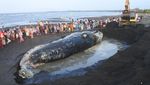 Bangkai Paus Sperma Dikubur di Pantai Situbondo