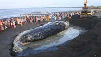 Petugas gabungan bersama para relawan menggunakan alat berat untuk mengubur bangkai paus tersebut di area tepi pantai. Proses penguburan dilakukan untuk mencegah pencemaran lingkungan dan menekan potensi penyebaran penyakit.
