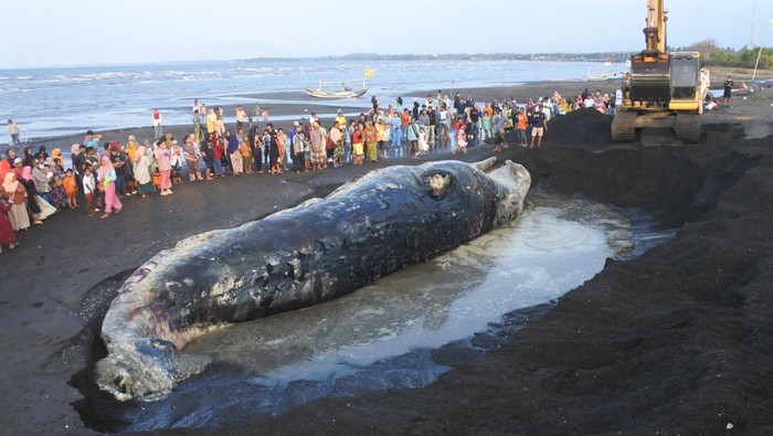 Bangkai Paus Sperma Dikubur di Pantai Situbondo Petugas menggunakan alat berat mengubur bangkai paus sperma (Physeter macrocephalus) yang mati dan terdampar di pantai Desa Sletreng, Kapongan, Situbondo, Jawa Timur, Minggu (27/7/2025). Petugas dan relawan mengubur bangkai paus tersebut di tepi pantai karena telah membusuk. ANTARA FOTO/Seno/tom.