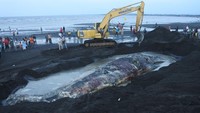 Fenomena terdamparnya paus di perairan Indonesia bukan kali pertama terjadi. Para ahli menduga beberapa faktor seperti perubahan cuaca ekstrem, kebisingan laut, hingga gangguan navigasi bisa menyebabkan hewan laut ini kehilangan arah dan akhirnya terdampar.