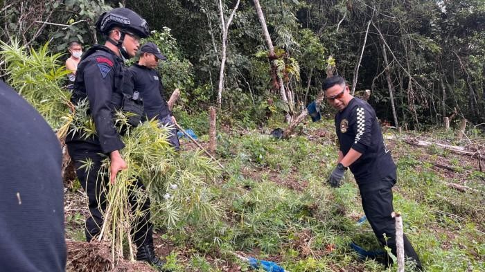 Proses pemusnahan ladang ganja di Kabupaten Madina
