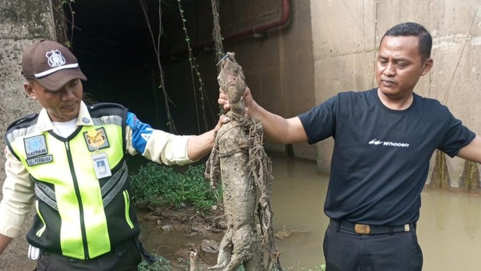 Petugas menangkap biawak.