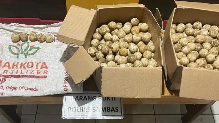Polres Sambas menangkap dua pelaku pencurian ratusan telur penyu.