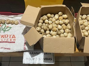 RI-Malaysia Kerja Sama Cegah Penyelundupan Telur Penyu
