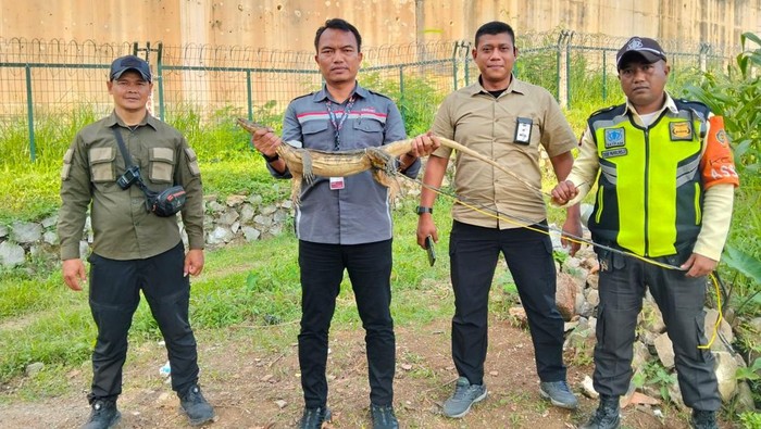 Tim pengamanan KCIC melakukan evakuasi seekor biawak yang ditemukan di sekitar jalur rel. Proses ini dilakukan sebelum kereta melintas, untuk memastikan keselamatan perjalanan sekaligus mengembalikan satwa ke habitat alaminya.