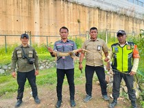 Whoosh Tabrak Biawak Disorot Pakar, KCIC Merespons