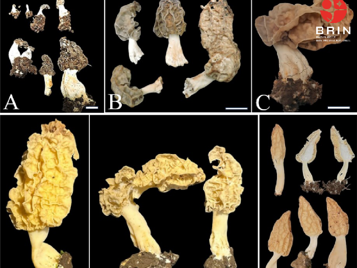 Variasi karakter morfologi Morchella rinjaniensis yang dikumpulkan dari Torean.