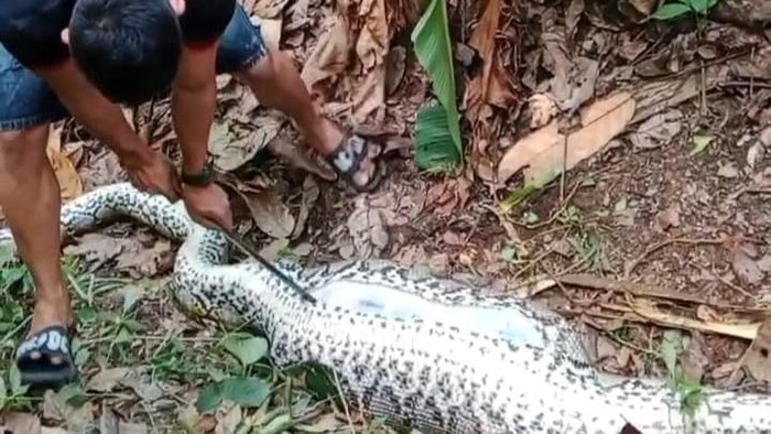 Warga membelas perut ular piton 6 meter yang memangsa nak sapi di Polman.