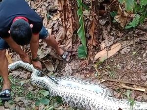 Ular Piton 6 Meter Telan Anak Sapi Milik Polisi di Polman, Perutnya Dibelah