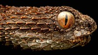 Hutan yang ditemukan lewat pantauan Google Earth tersebut punya hewan endemik berupa ular pohon berbisa Atheris mabuensis dengan tubuh kecil. Ular ini punya sisik kasar runcing berwarna hitam-kuning sehingga tubuhnya terlihat kekar (dok. BBC/Tim Brammer)