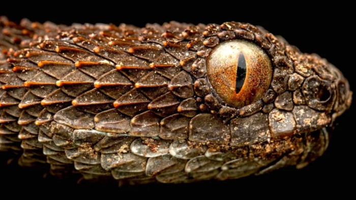 Atheris mabuensis Atheris mabuensis adalah ular viper pohon berbisa endemik Gunung Mabu