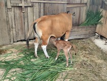 Gemas! Bayi Banteng Jawa Pertama Lahir di Cagar Alam Pangandaran