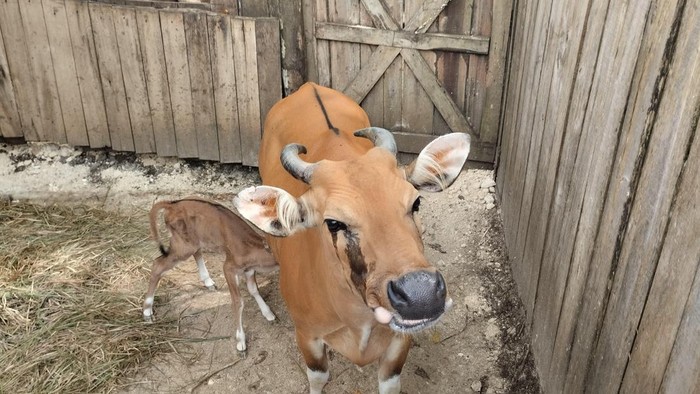 Banteng Jawa pertama lahir di TWA Cagar Alam Pangandaran.