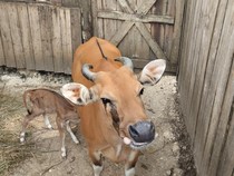 Jabar Hari Ini: Sindiran DPRD Jabar untuk Gubernur Konten