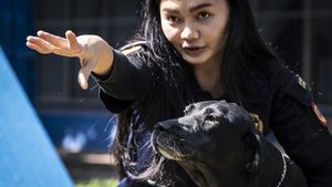 Bea Cukai Latih Anjing Pelacak Deteksi Barang Terlarang di Jateng-DIY