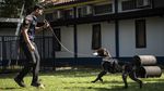 Bea Cukai Latih Anjing Pelacak Deteksi Barang Terlarang di Jateng-DIY