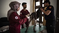 Kantor Wilayah Direktorat Jenderal Bea dan Cukai Jateng-DIY saat ini mengoperasikan enam anjing pelacak yang tergabung dalam Unit K-9. Anjing-anjing ini menjalani pelatihan berkala serta pemeriksaan kesehatan guna menjaga ketajaman penciuman dan kesiapan dalam mendeteksi barang ilegal seperti narkotika, bahan peledak, serta barang terlarang lainnya. ANTARA FOTO/Aprillio Akbar