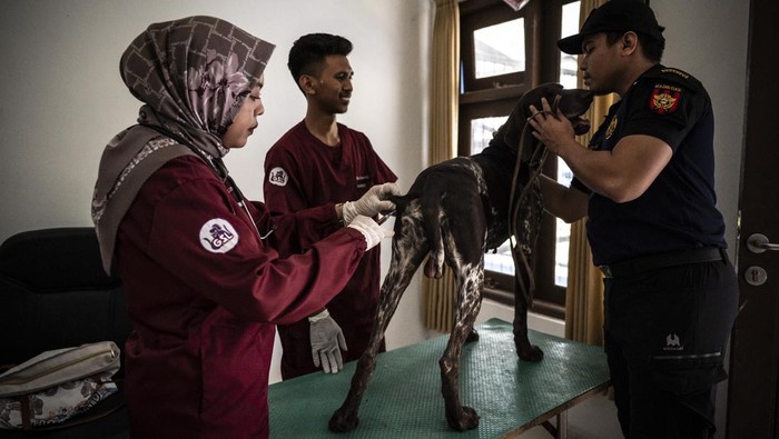 Bea Cukai Latih Anjing Pelacak Deteksi Barang Terlarang di Jateng-DIY Pawang Unit K-9 Bea Cukai Jateng DIY melatih anjing pelacaknya di Semarang, Jawa Tengah, Senin (28/7/2025). Kantor Wilayah Direktorat Jenderal Bea dan Cukai Jawa Tengah dan D.I. Yogyakarta memiliki enam anjing pelacak (Unit K-9 Bea Cukai Jateng DIY) yang secara rutin dilakukan pelatihan dan pemeriksaan kesehatan guna meningkatkan kemampuan anjing dalam mendeteksi barang-barang ilegal dan berbahaya, serta mendukung tugas pengawasan bea cukai. ANTARA FOTO/Aprillio Akbar