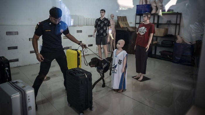 Bea Cukai Latih Anjing Pelacak Deteksi Barang Terlarang di Jateng-DIY Pawang Unit K-9 Bea Cukai Jateng DIY melatih anjing pelacaknya di Semarang, Jawa Tengah, Senin (28/7/2025). Kantor Wilayah Direktorat Jenderal Bea dan Cukai Jawa Tengah dan D.I. Yogyakarta memiliki enam anjing pelacak (Unit K-9 Bea Cukai Jateng DIY) yang secara rutin dilakukan pelatihan dan pemeriksaan kesehatan guna meningkatkan kemampuan anjing dalam mendeteksi barang-barang ilegal dan berbahaya, serta mendukung tugas pengawasan bea cukai. ANTARA FOTO/Aprillio Akbar