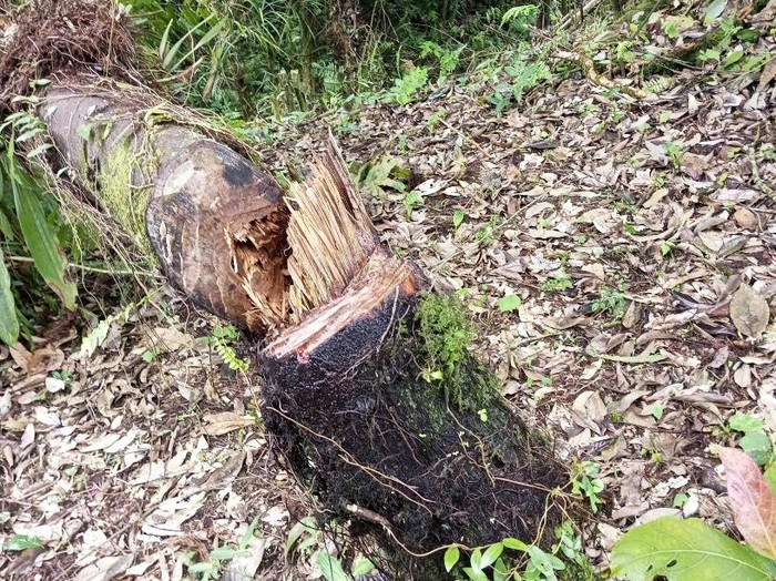 Dugaan pembalakan liar di kaki Gunung Salak..